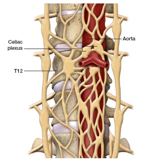 celiac plexus anatomy