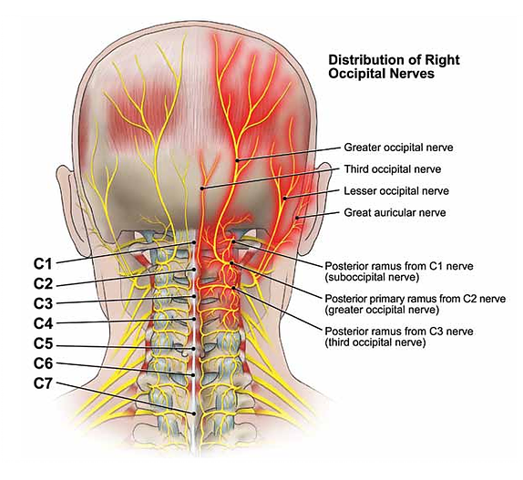 greater occipital nerve and artery